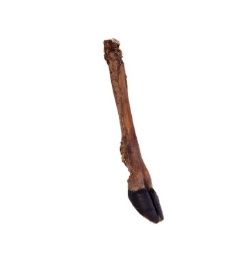 Patte entière de cerf